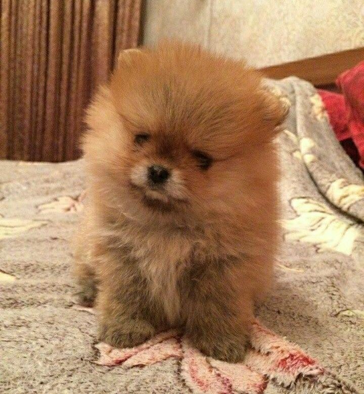 собака маленькой породы в добрые руки каменск уральский. купить собаку в каменск-шахтинский йоркширский. порода собак шпицы даром. померанский шпиц 2 месяца. где можно купить щенка йоркширского терьера каменск уральский.