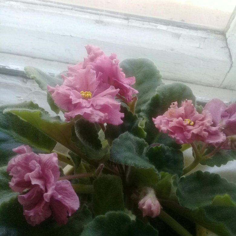 Домашние цветы – купить в Орске, цена 250 руб., дата размещения: 30.06. ...