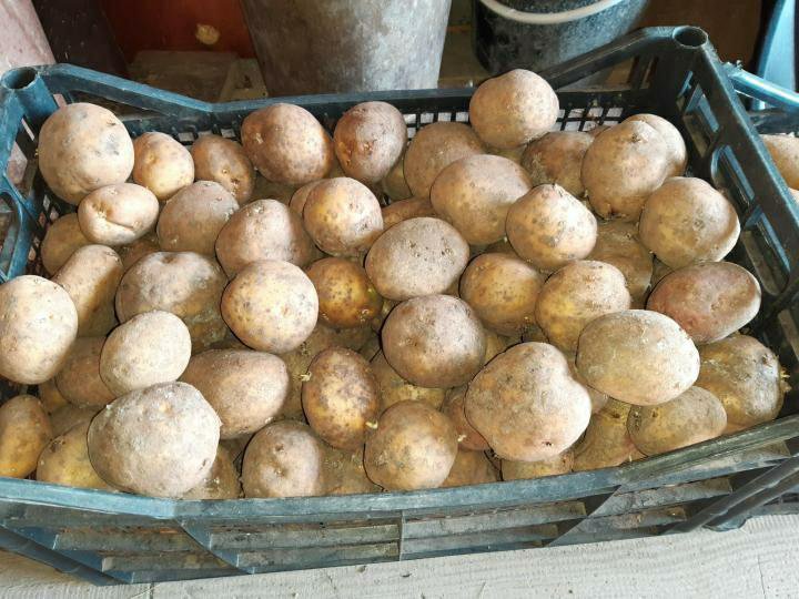 Купить Картофель В Свердловской Области