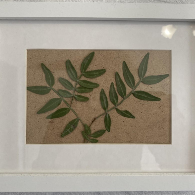 Гербарий в рамке под стеклом – купить в Москве, цена 450 руб., дата ...