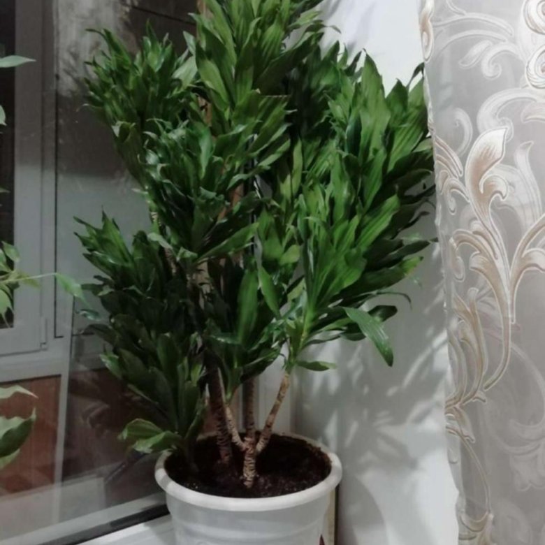 Драцена – купить в Волгограде, цена 3 500 руб., дата размещения: 30.07. ...