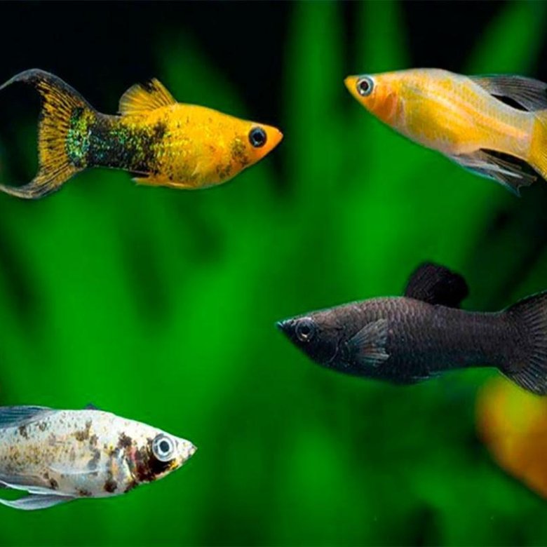 Какие рыбки аквариумные живородящие рыбки фото с названиями