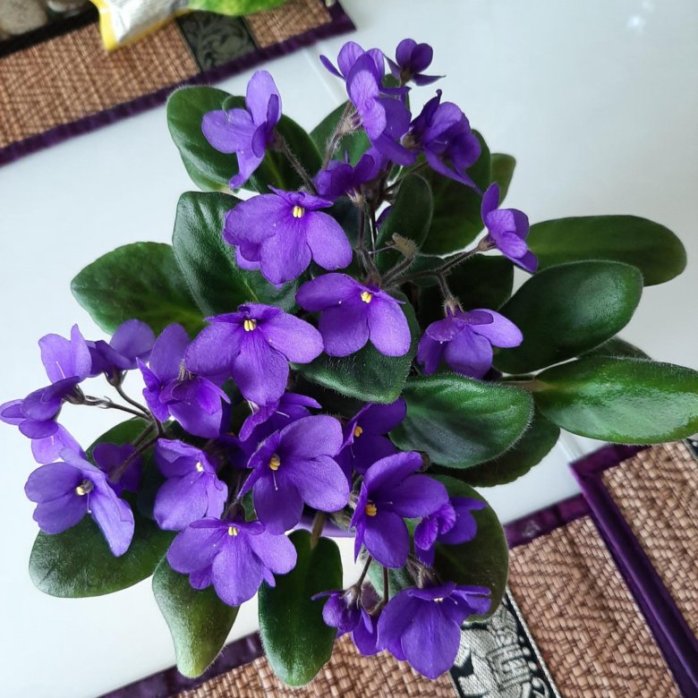 Узамбарская Фиалка сенполия – купить, цена 300 руб., дата размещения ...
