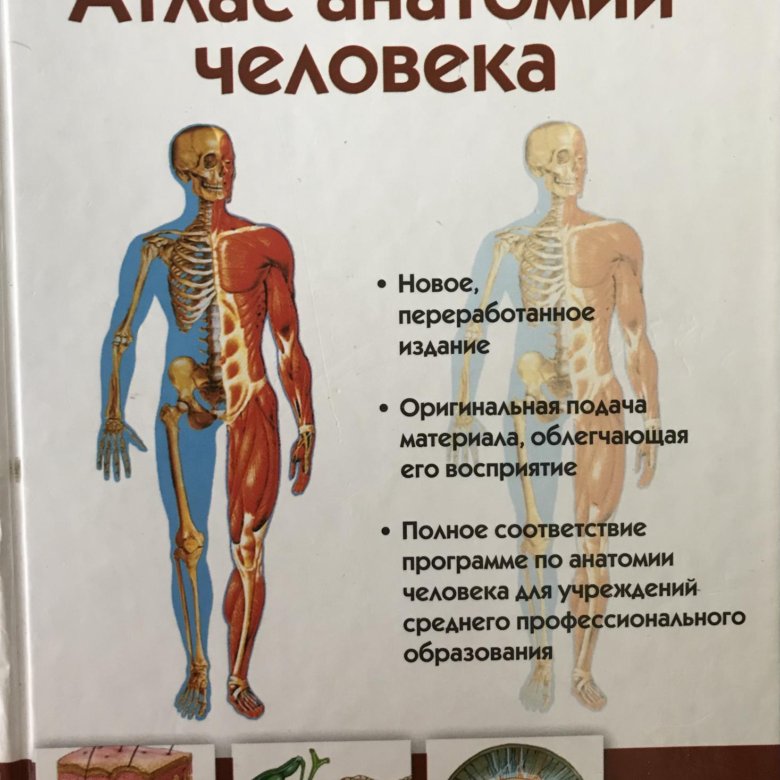 Анатомия липченко самусев. Атлас анатомии человека. Атлас анатомии человека Самусев Липченко. Анатомия учебник. Учебник анатомия картинки.