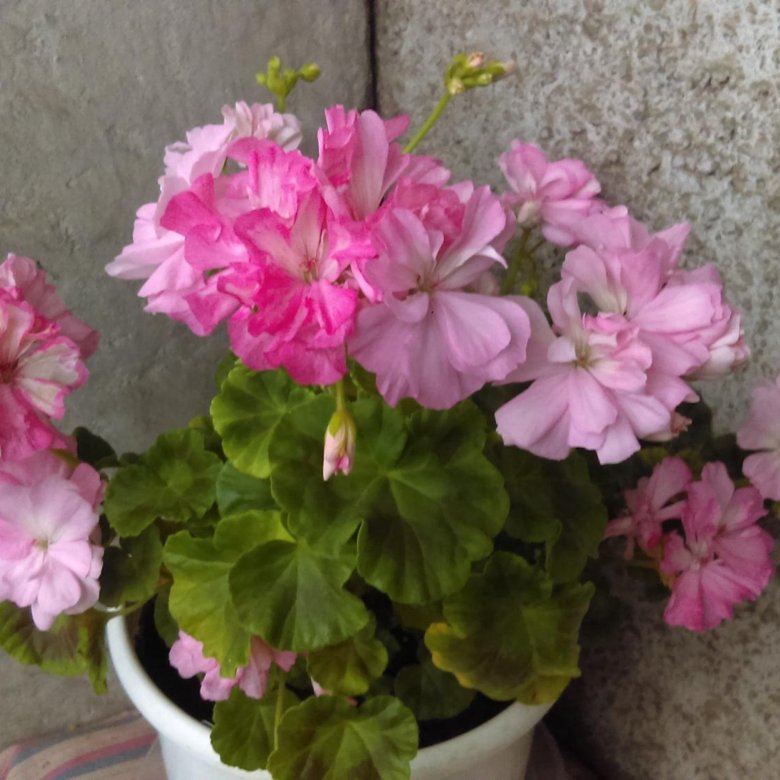 Пеларгония розебудная Princess Filippa (Швеция) - купить в Калининграде, цена 80