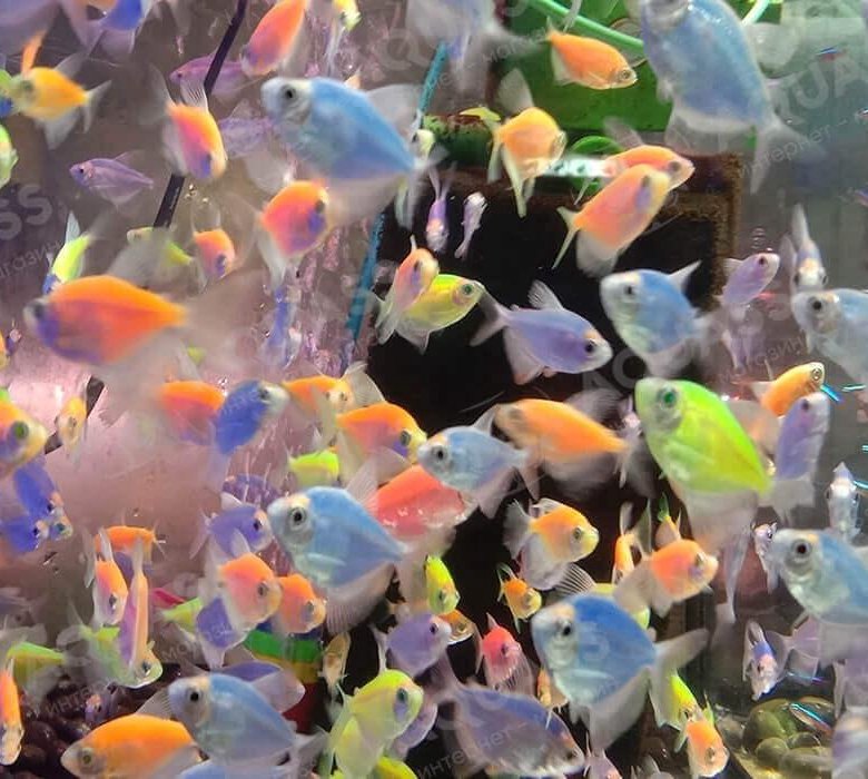 Тернеция аквариумная фото с названиями
