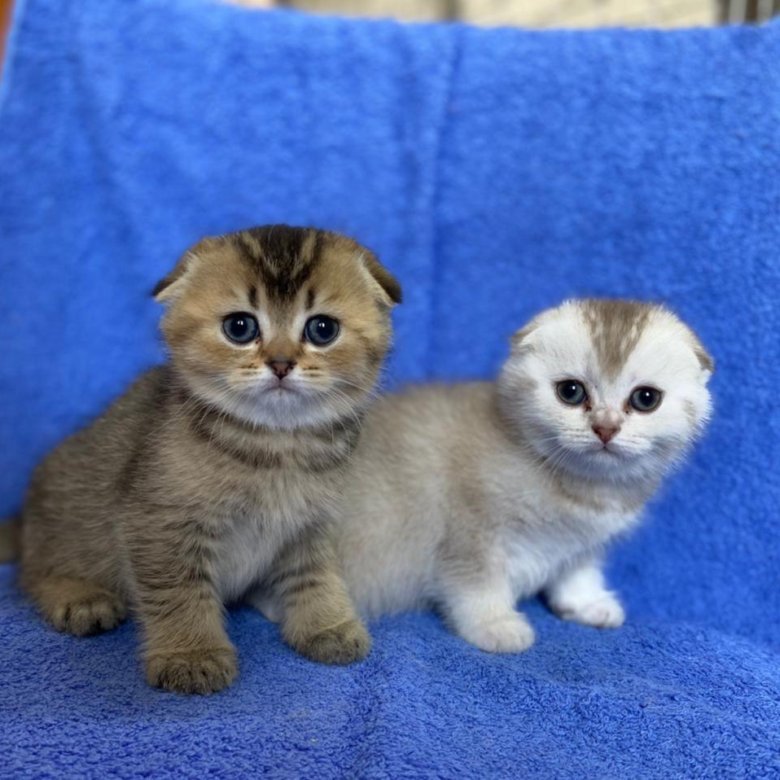 Купить Котенка Шотландца В Ачинске