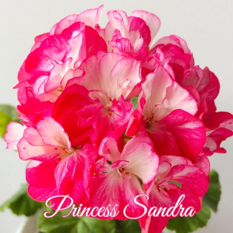 Пеларгонии фото филиппа