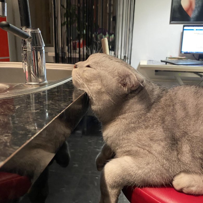 Передержка котов и кошек на дому. – купить в Москве, цена 500 руб ...