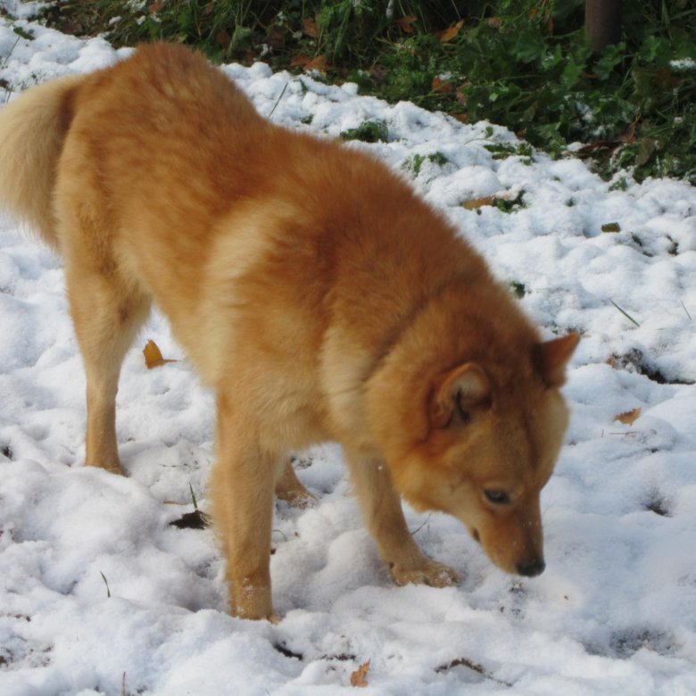 Восточно-сибирская лайка карамистая. Охотничьи восточно-сибирские лайки. Восточносибирская лайка черная. Лайка спб. Лайка спб.