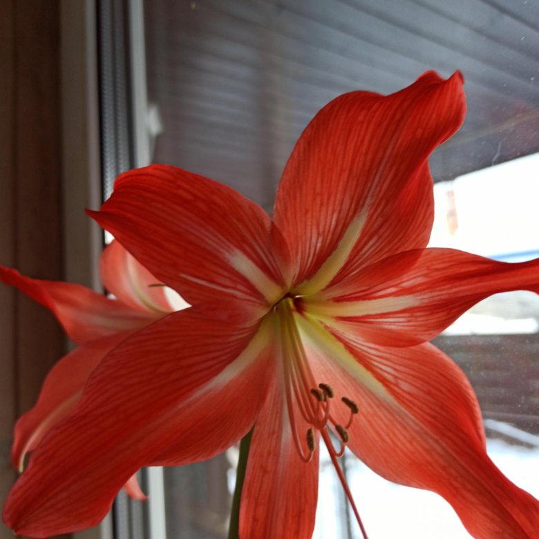 Продам отростки цветка гиппеаструм – купить в Балашихе, цена 30 руб ...