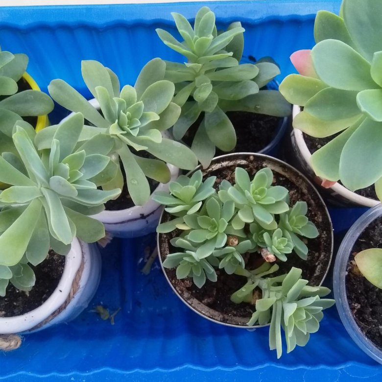 Суккулент Очиток сжатый (sedum compressum) – купить в Москве, цена 50 ...