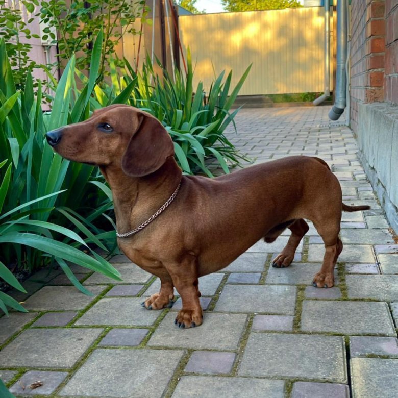 Вязка такс. Кострома собака такса. Такса черно подпалая. Вязки таксы в омске. Вязка таксы.