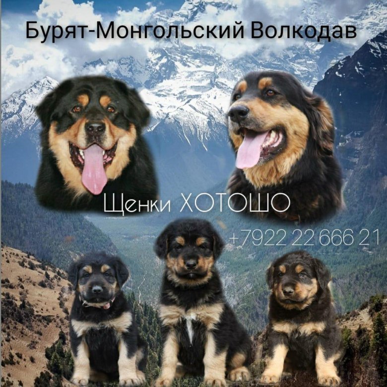 Щенки ХОТОШО – купить в Первоуральске, цена 30 000 руб., продано 15 апреля  2023 – Собаки
