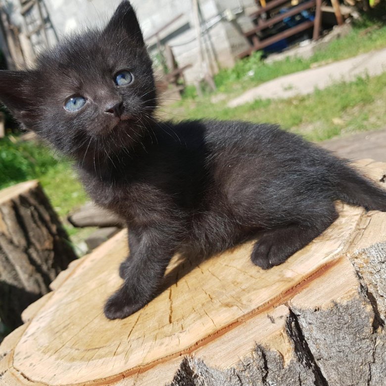 Черный котенок с разными глазами. Метис сиамской кошки с дворовой. Разноглазые котята чёрные. Сиамские кошки помесь с беспородная. Куплю кошку в самарской