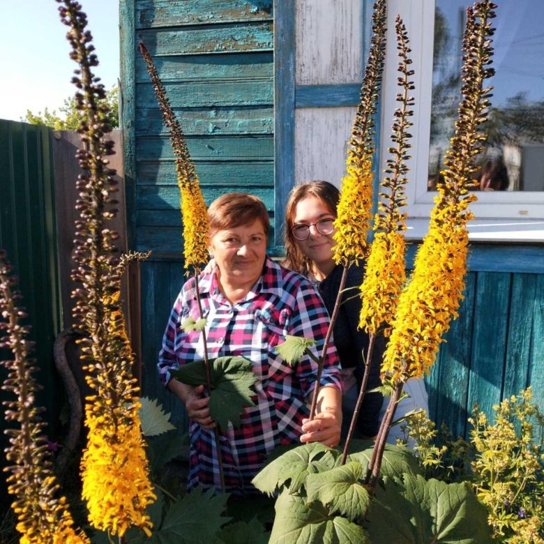 Многолетние цветы – купить в Иркутске, цена 20 руб., дата размещения ...