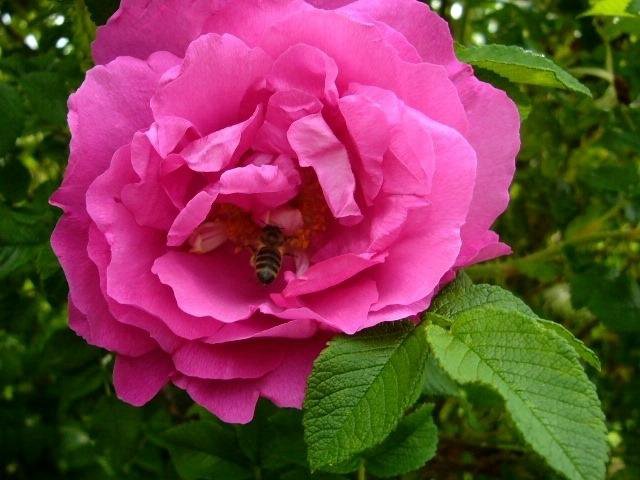 Саженцы шиповника, живые изгороди, цветы – купить в Москве, цена 250 ...