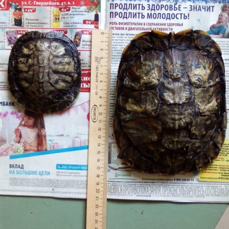 Канарская пепельница из панциря черепахи – купить в Новосибирске, цена ...