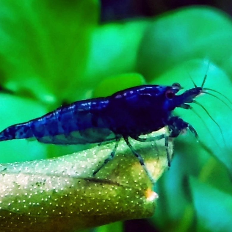 Креветки Блю дрим – купить в Красногорске, цена 100 руб., дата ...