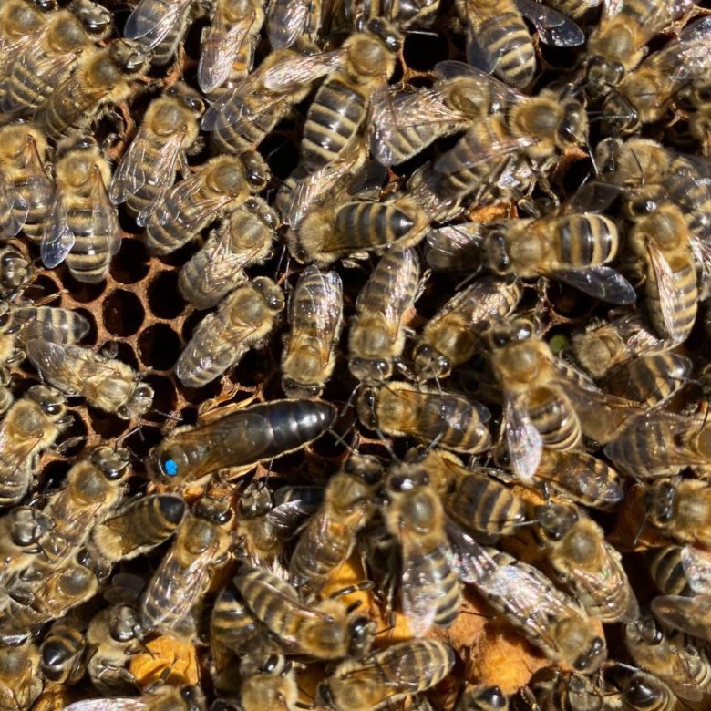 Пчелопакеты бакфаст купить на 2024