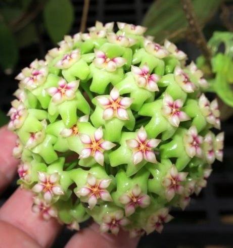 Hoya SP UT 033