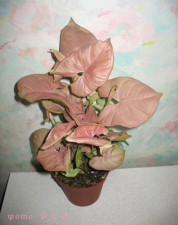 Syngonium Neon robusta