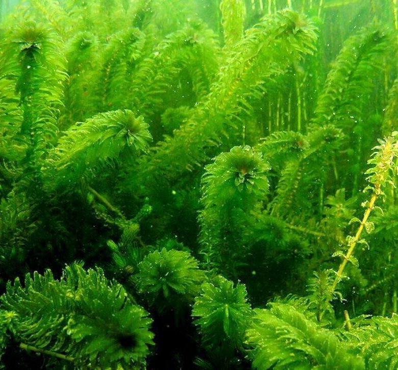 Элодея наяс. Элодея в воде. Элодея густолиственная. Элодея аквариумное растение. Элодея густолиственная.