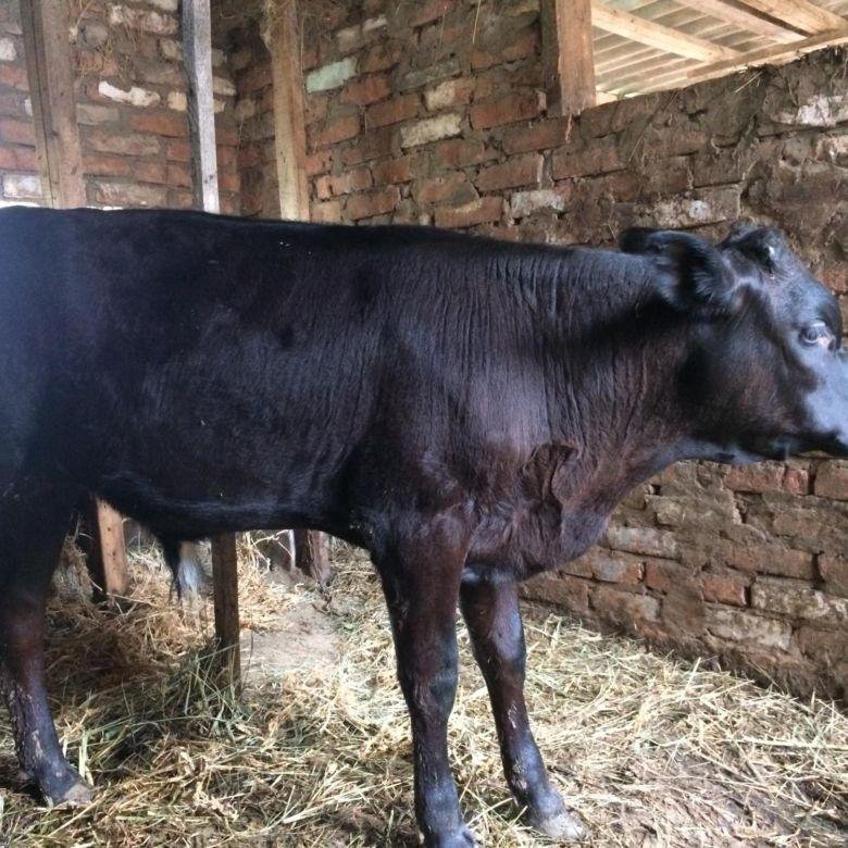 5 месячные бычки. 5 месячные бычки. Телята 6 месяцев. Герефорды бычки 5 месяцев. Казахская белоголовая бычки 5 месяцев.