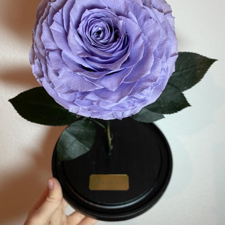 Роза в колбе – купить в Москве, цена 3 090 руб., дата размещения: 13.04 ...