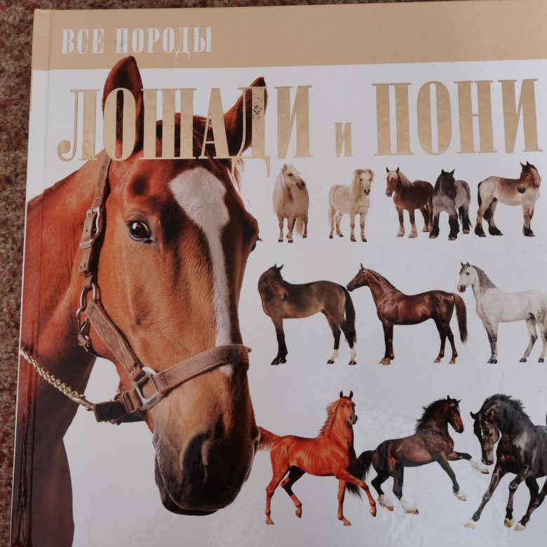 Купить книгу лошади. Книга лошади и пони. Книги про лошадей Художественные. Мама лошадь книга. Книги о лошадях для детей.