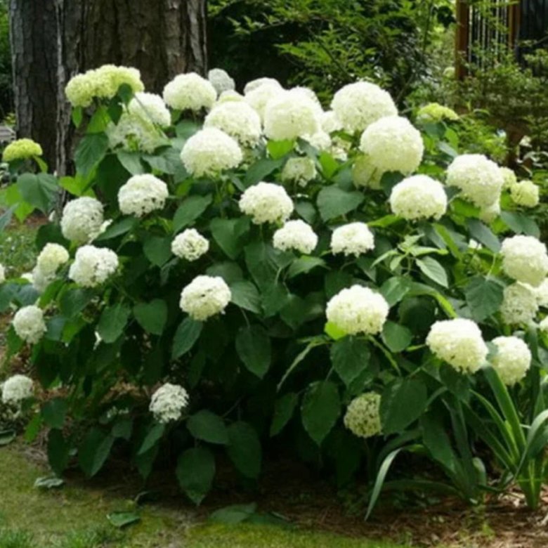 Садовые цветы с белыми цветами фото и названия
