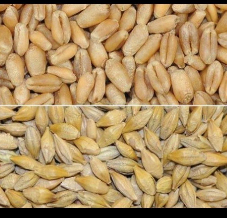 Зерна пшеницы и овса. Ячмень и пшеница. Пшеница и ячмень разница. Овес и пшеница. Пшеница ячмень овес.
