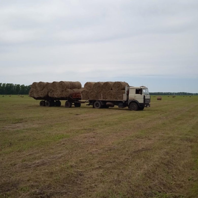 Продам сено тюки 280кг – купить в Ленинск-Кузнецком, цена 2 000 руб ...
