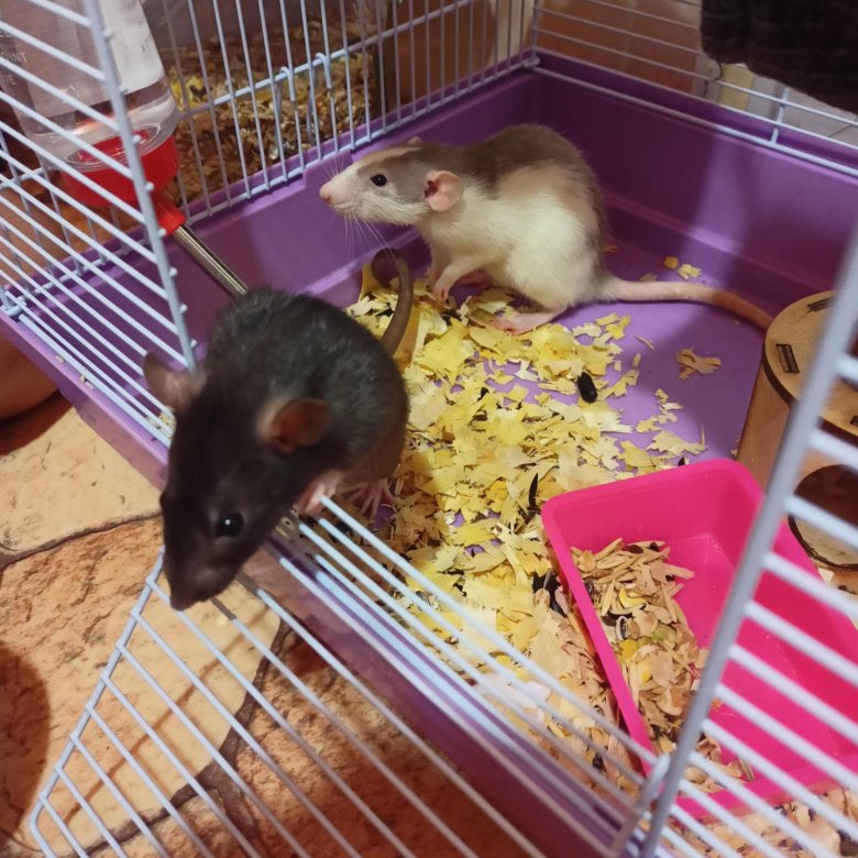 Домашняя Крыса Купить Зоомагазин