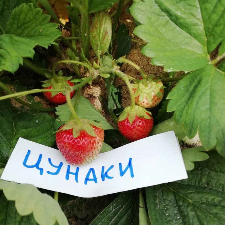 Саженцы клубники цунаки. Земляника Цунаки семена. Японская земляника. Японская клубника цветок. Куст клубники Цунаки.