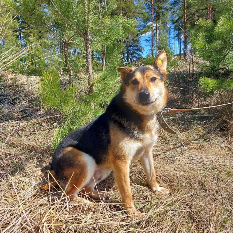 Собака гена. Гена собака. Собака гена. Песик томы геншин. Трансгенные собаки.