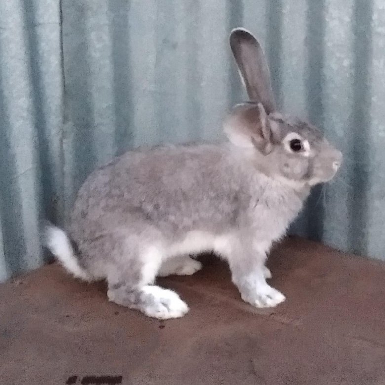 Советская шиншилла – купить в Саратове, цена 1 руб., дата размещения ...