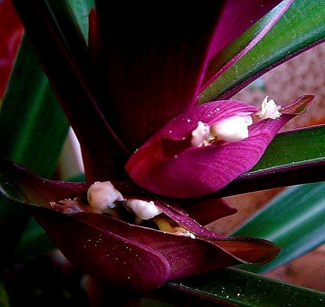 Цветок с зелено фиолетовыми листьями название фото