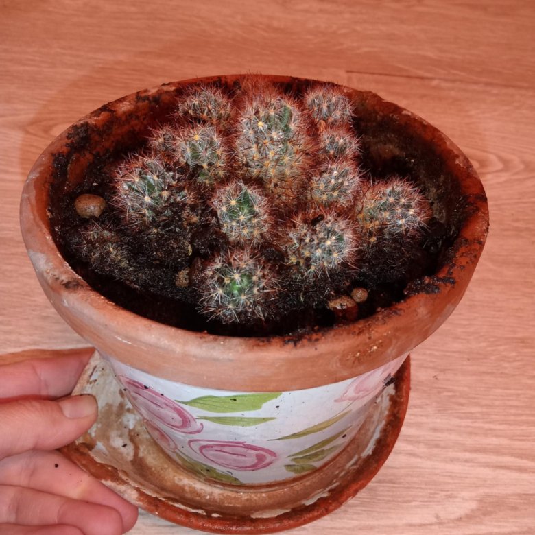 Кактусы – купить в Москве, бесплатно, дата размещения: 19.08.2023 ...