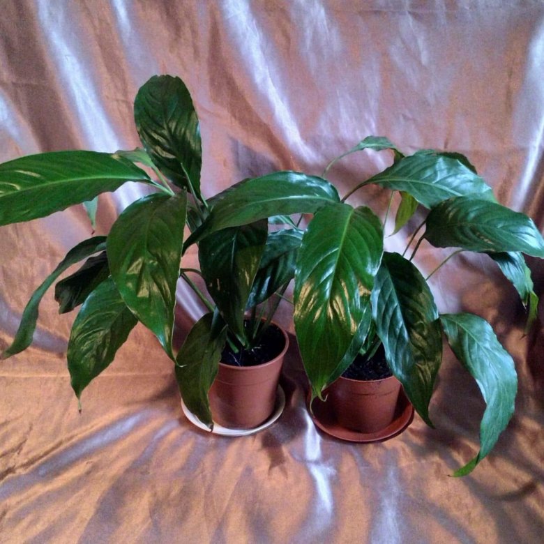 Спатифиллум – купить в Москве, цена 400 руб., дата размещения: 25.04. ...