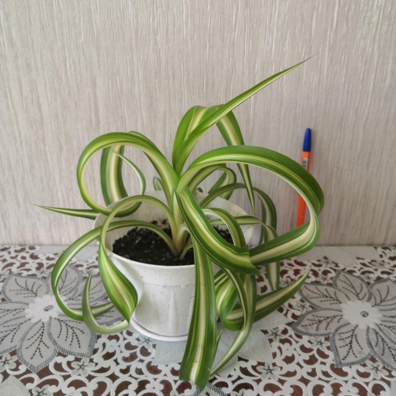 Хлорофитум хохлатый – купить в Якутске, цена 350 руб., дата размещения ...