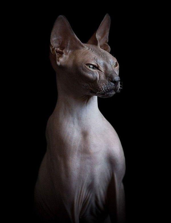 Сфинкс кошки фото