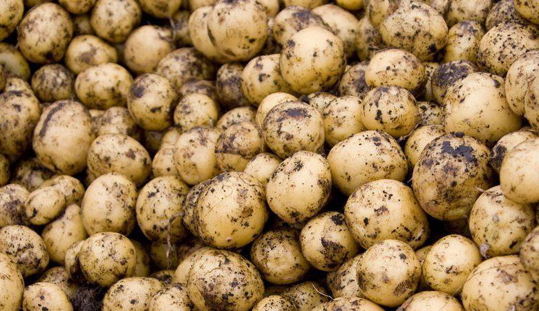 New Potato Images - Browse 1,968,684 Stock Photos, Vectors, and Video Adobe Stoc