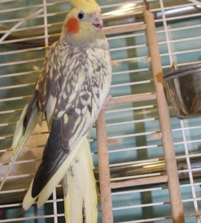 Корелла. Корелла ювенальная линька. Корелла. Жемчужная корелла. Линька у кореллы.