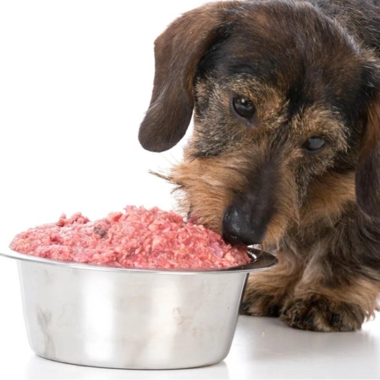 Собакам можно фарш. Кормление собак. Натуральная еда для животных. Собака кушает корм.
