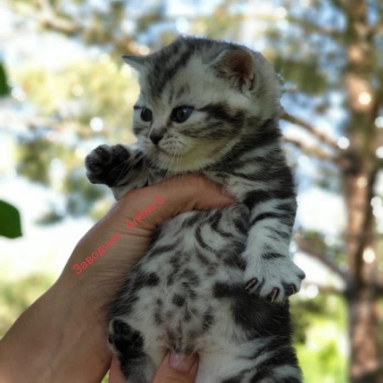 Кошки кулебаки. Шотландский кот вислоухий мраморный вискас. Шотландская вислоухая кошка мраморная. Вислоухий британец мраморный. Шотландский вислоухий кот Виска.