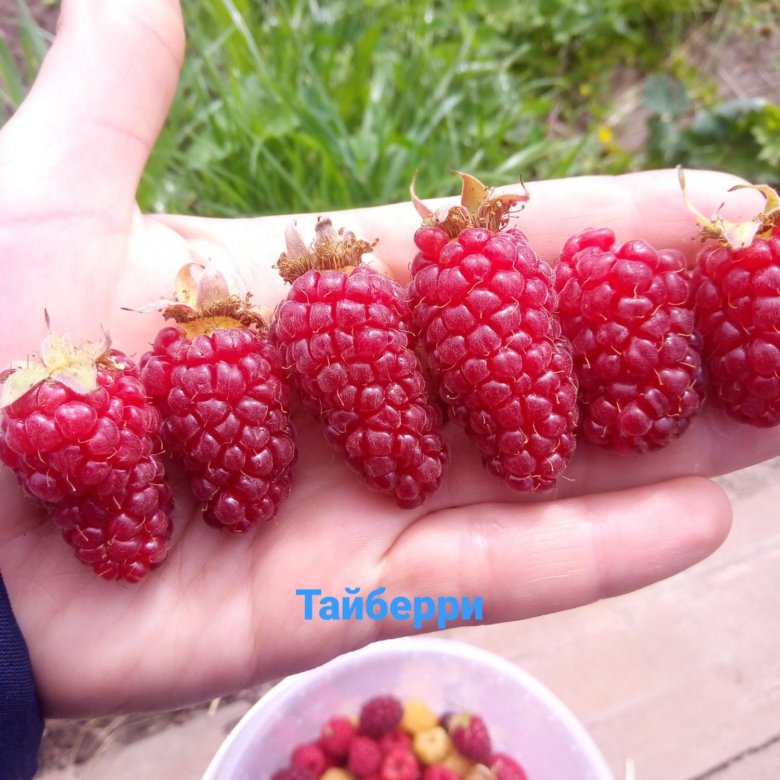 ежемалина (ежевика) бакингем тейберри. ежемалина отзывы садоводов. ежемалина логанберри. ежемалина бакингем тейберри. ежемалина (ежевика) логанберри.