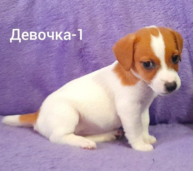 Щенок джек рассел объявления. Щенки джек рассел терьер с ркф. закрытая школа собака джек.