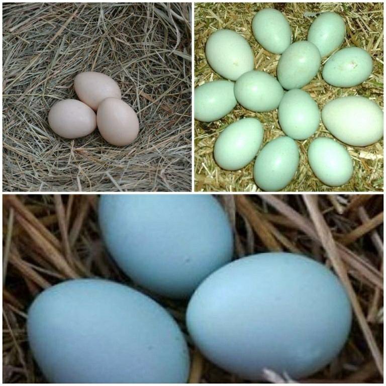 Какие доминанты несут зеленые яйца фото