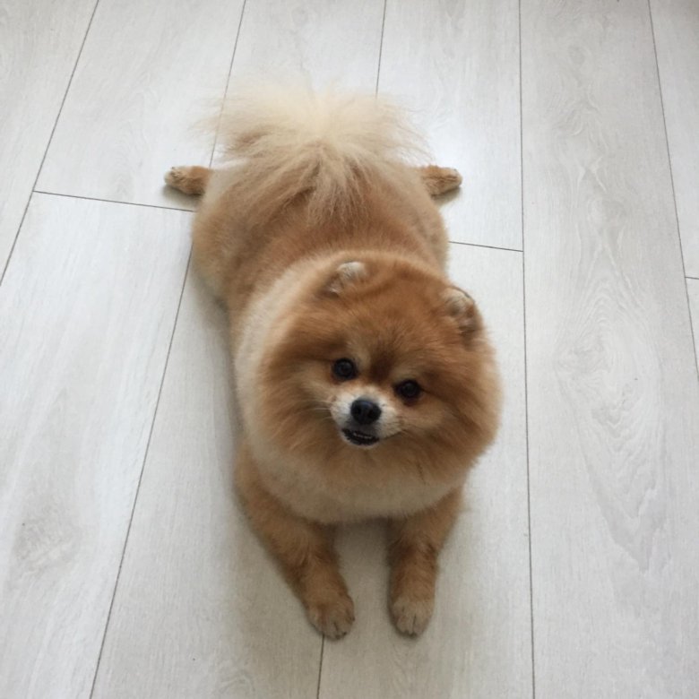 Вязка шпица (кобель) – купить в Москве, бесплатно, дата размещения: 10. ...